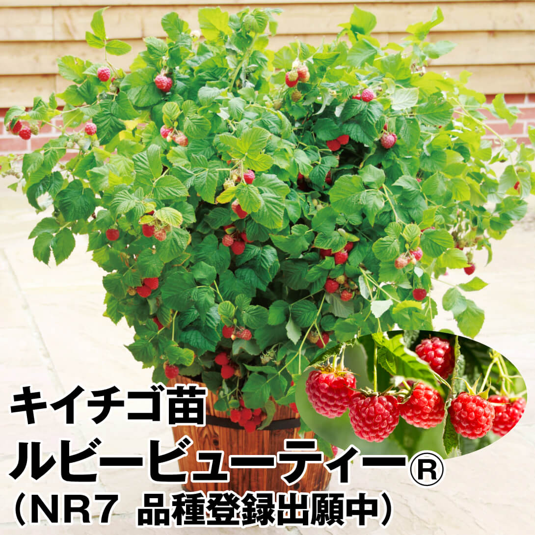 ライチ 島津 8号 取り木苗 83cm（枸杞の実 挿し木 抜き苗 3株 無農薬 