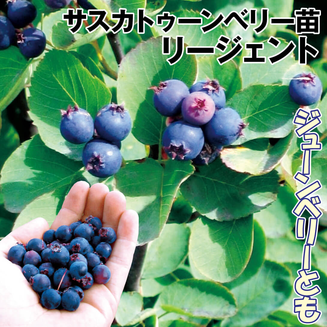 ブルーベリー苗 レガシー大苗 （ブルーベリー苗 チャンドラー