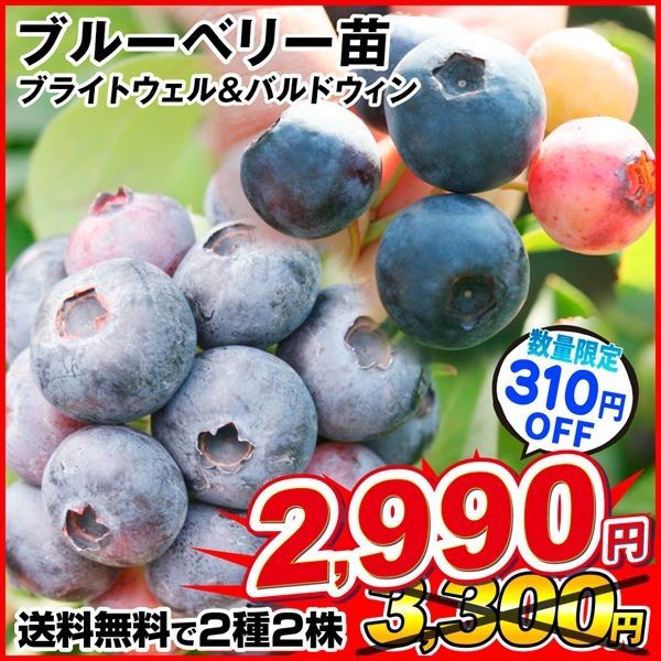 ブルーベリー苗ブライトウェル＆ミスティ大苗2本セット ブルーベリー苗 ブライトウェル&ミスティ大苗2本セット ブルーベリー