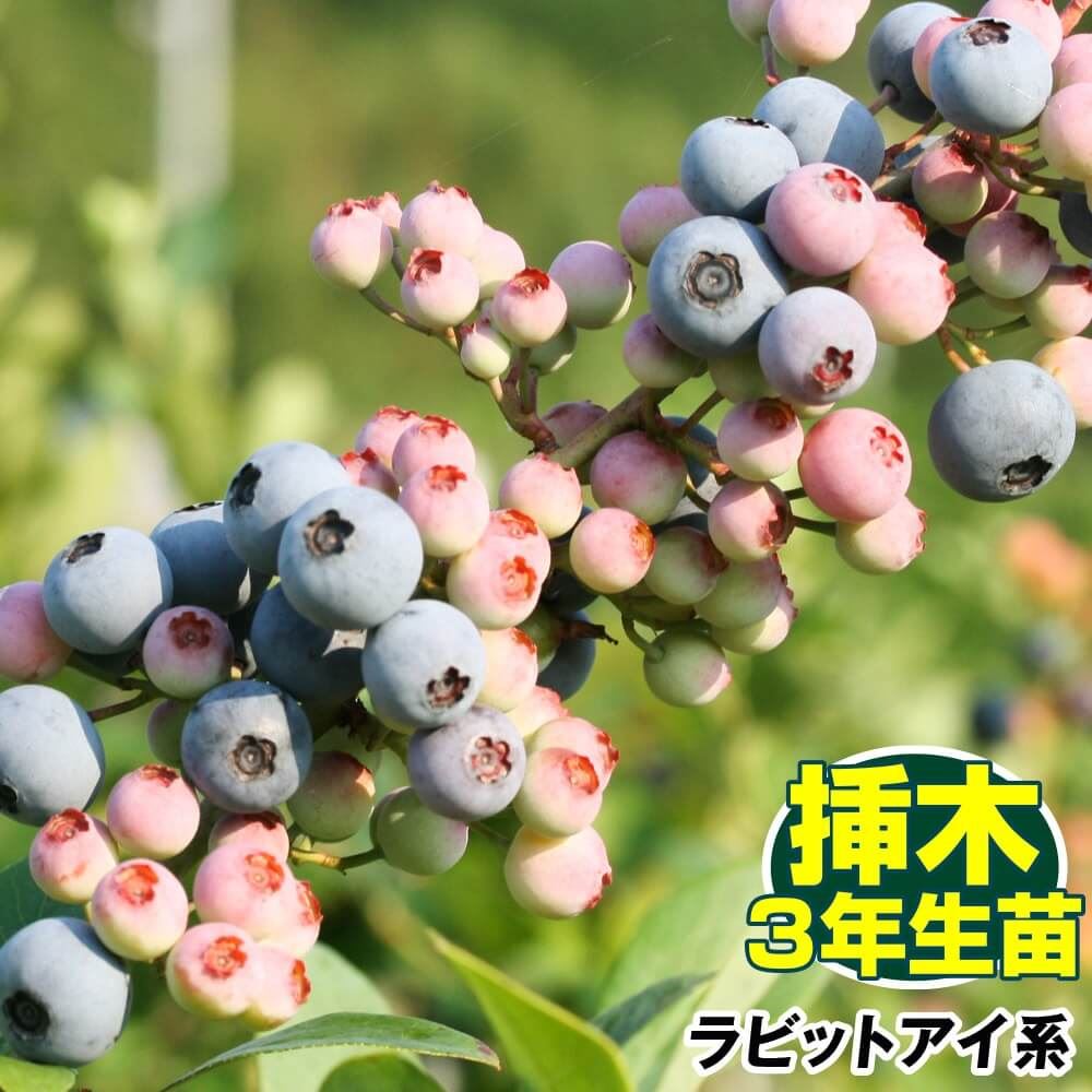 ブルーベリー苗　オニール＆マグノリア大苗2本セット ブルーベリー苗 オニール＆マグノリア大苗2本セット