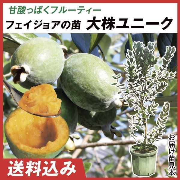 フェイジョア ユニーク ふさわしく