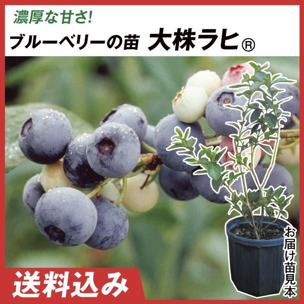 ブルーベリー 大苗木 2本セット