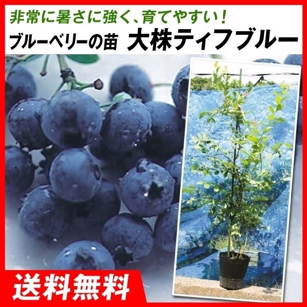 ブルーベリー苗 ラビットアイ系 42本セット 6品種×7本