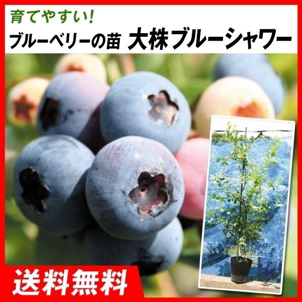 ブルーベリー苗 ラビットアイ系 42本セット 6品種×7本