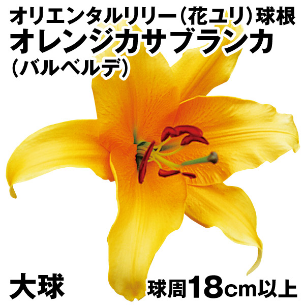 百合 ユリ カサブランカ オリエンタル系 ジャンボ球 球根 6球 こぅ
