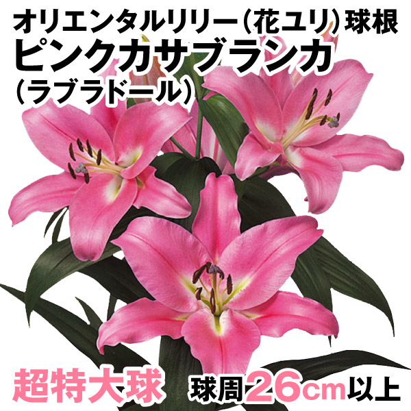 花ユリ 球根 超特大球 ピンクカサブランカ（ラブラドール）