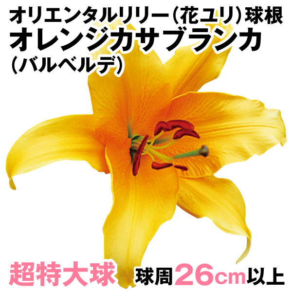 花ユリ 球根 超特大球 オレンジカサブランカ(バルベルデ)