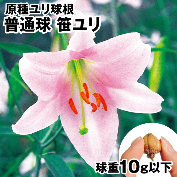 原種ユリ 球根 普通球笹ユリ