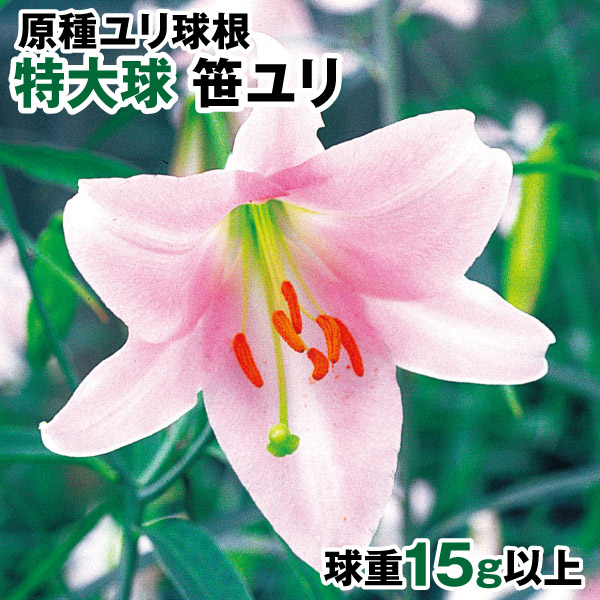 原種ユリ 球根 特大球笹ユリ