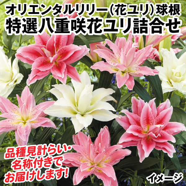 八重咲スカシ百合のアレンジメント他 炊け
