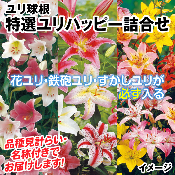 2024 53 lily はっぴー 2024 53 lily はっぴー
