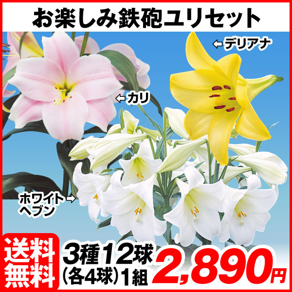 鉄砲百合 大球根60個 来春に10輪以上の花が咲く 品種:ひのもと