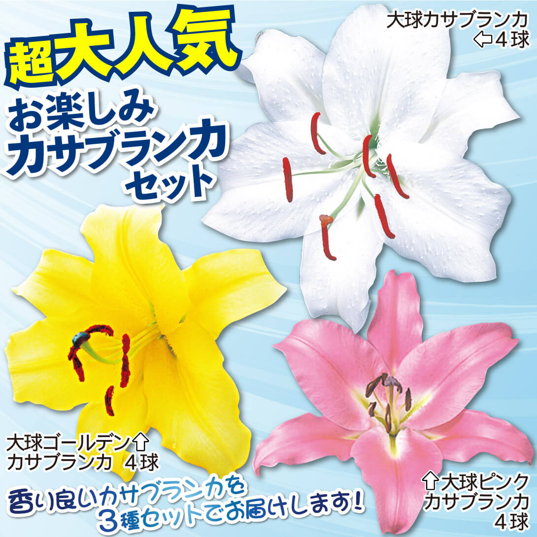 国華園オンラインショップ / 週末セール特価 超大人気お楽しみ 