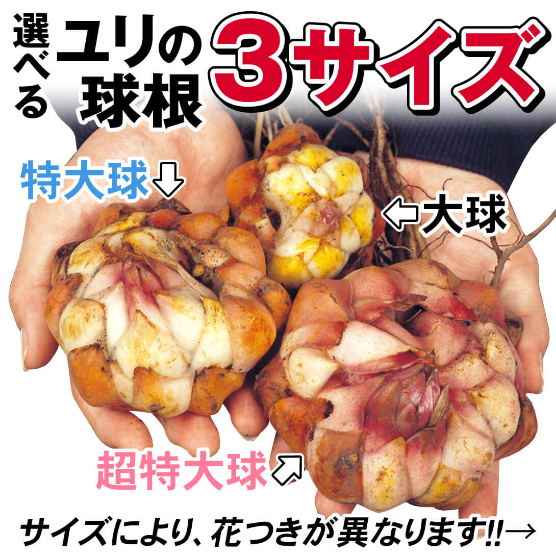 国華園オンラインショップ / 週末セール特価 超大人気お楽しみ 