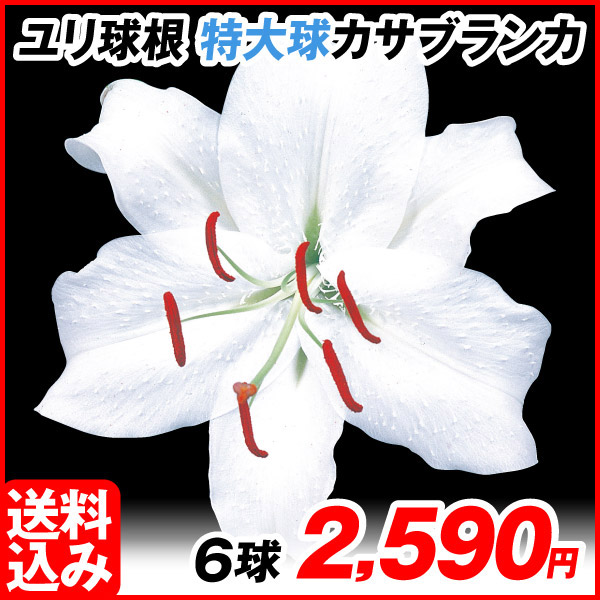 カサブランカ苗10株