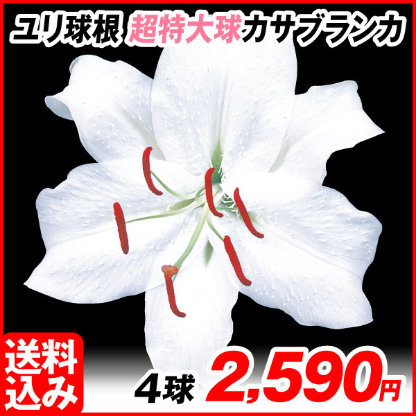 カサブランカ苗20株 カサブランカ苗20株