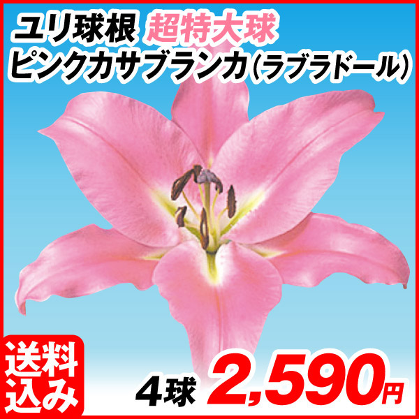 花ユリ 球根 超特大球 ピンクカサブランカ（ラブラドール） 4球 [送料込み企画]