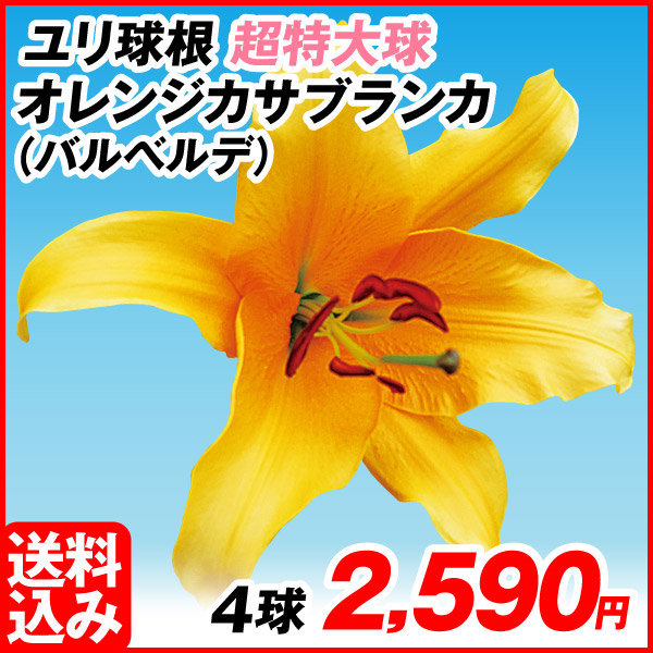 花ユリ 球根 超特大球 オレンジカサブランカ(バルベルデ) 4球 [送料込み企画]