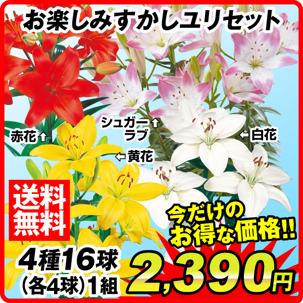 お楽しみすかしユリセット