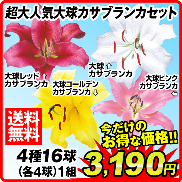 超大人気大球カサブランカ
