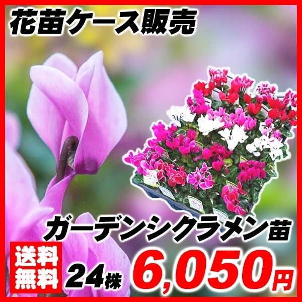 花苗大特価 ガーデンシクラメン苗 ケース販売 1ケース24株入り 送料無料