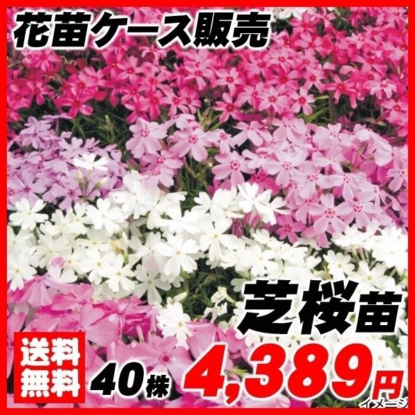 芝桜(シバザクラ) 40株