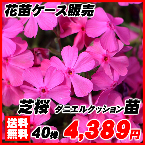 芝桜(シバザクラ) ダニエルクッション 40株