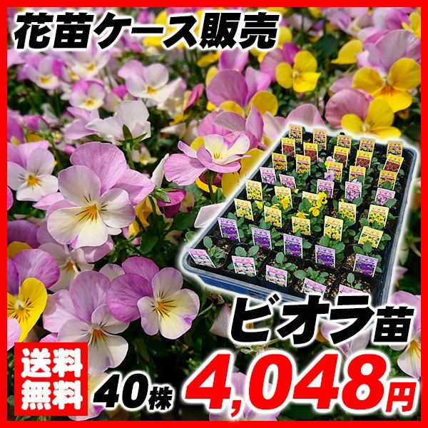 ビオラ 40株