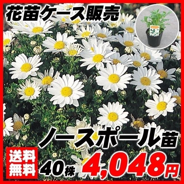 ノースポール 40株