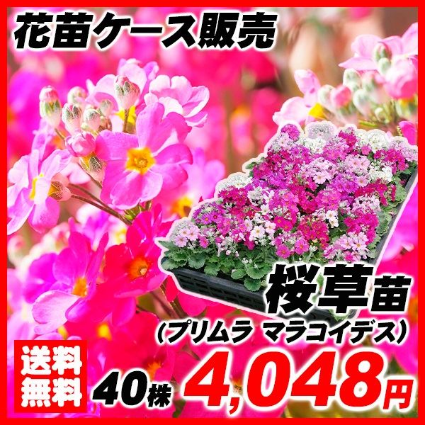 花苗大特価 サクラソウ(桜草) マラコイデス ケース販売 1ケース40株入り 送料無料