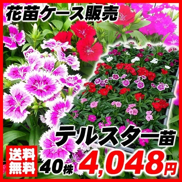 テルスター苗 40株