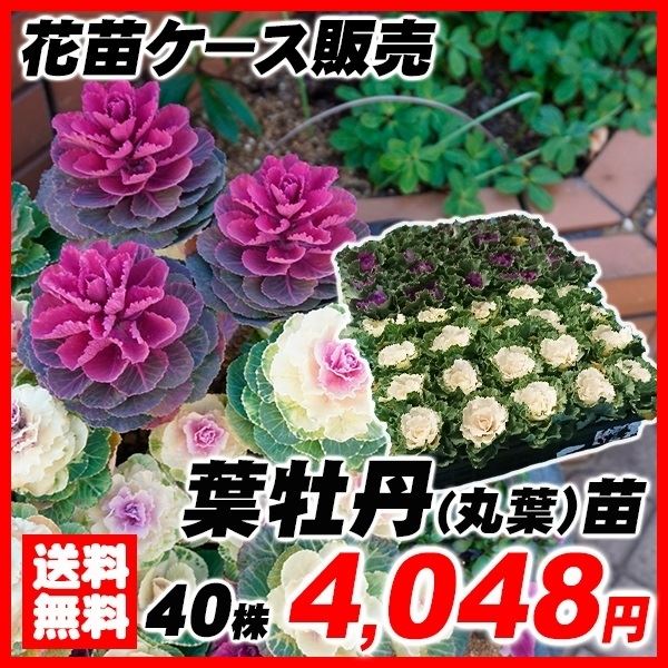 丸葉葉牡丹苗 40株