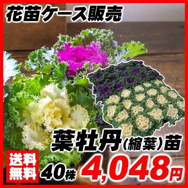 縮緬葉牡丹苗 40株