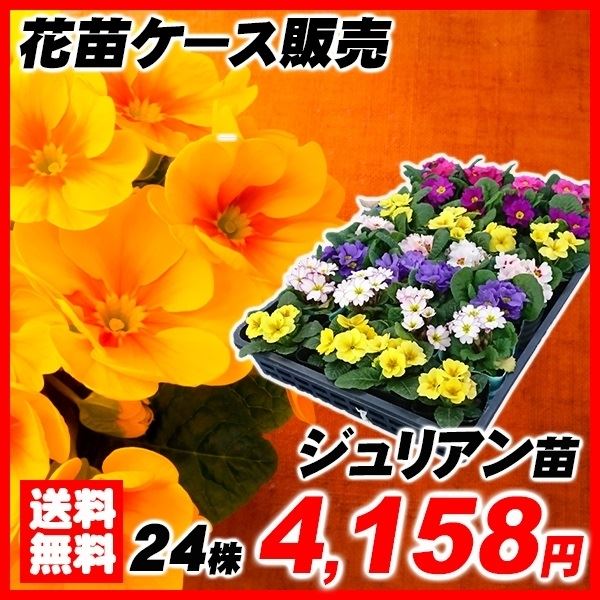 ジュリアン苗 24株