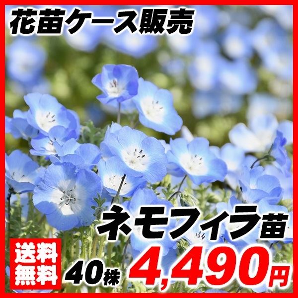 ネモフィラ苗 ブルー ケース苗