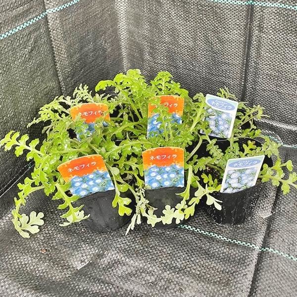 花苗 ネモフィラ 青花 3号ポット 10株