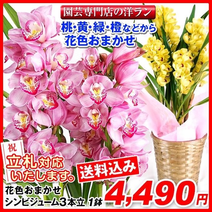 鉢花 ギフト用花色おまかせシンビジューム 3本立ち 1鉢【送料込】