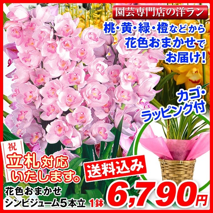 鉢花 ギフト用花色おまかせシンビジューム 5本立ち 1鉢【送料込】