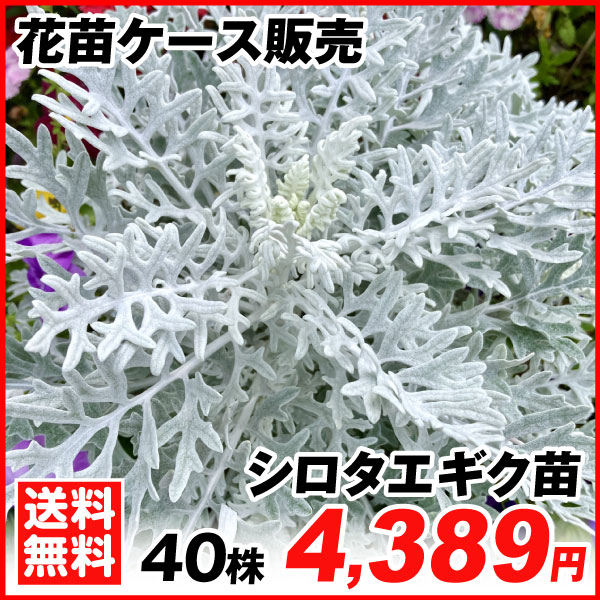 シロタエギク苗 40株