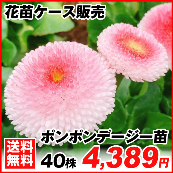 ポンポンデージー苗 40株