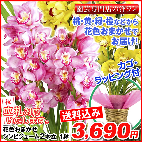 鉢花 ギフト用花色おまかせシンビジューム 2本立ち 1鉢【送料込】