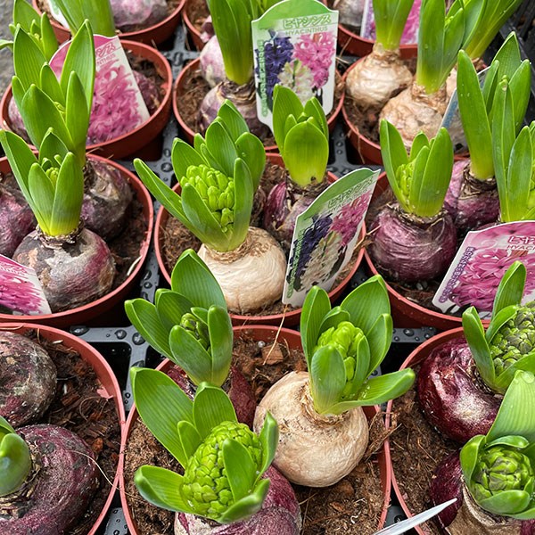 鉢花 ヒヤシンス3球植え 4号鉢 (花色おまかせ) 1鉢