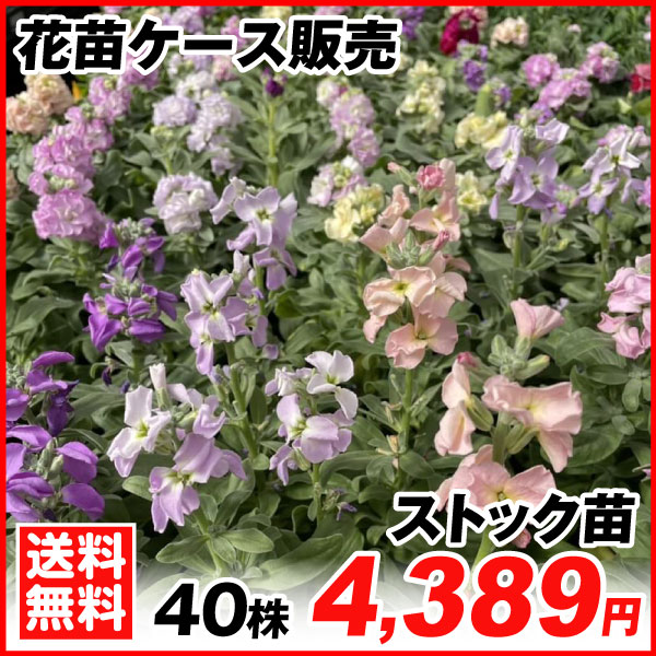 ストック苗 40株