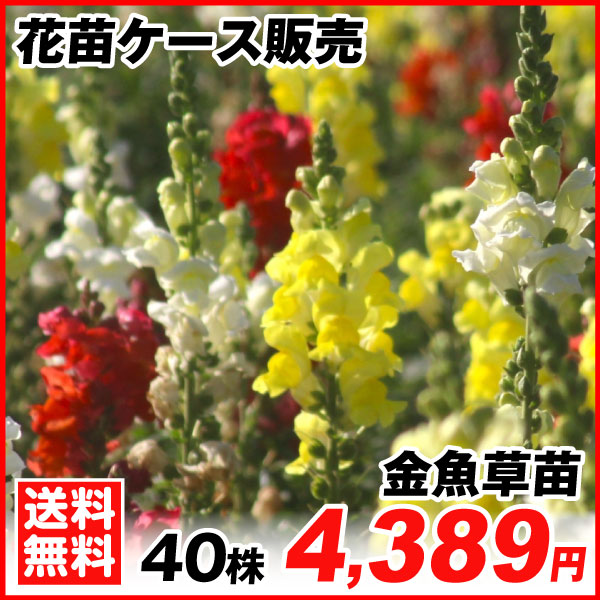 金魚草苗 40株