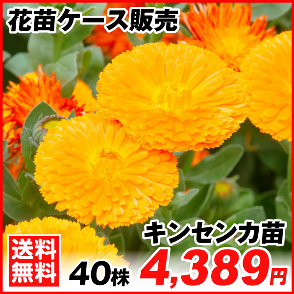 キンセンカ苗 40株