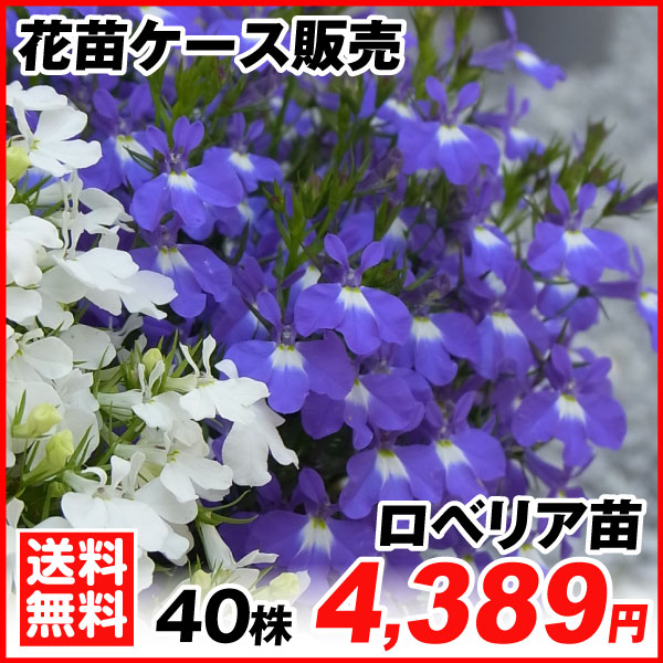 ロベリア苗 40株
