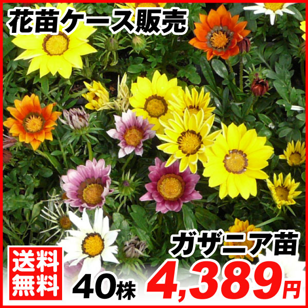 ガザニア苗 40株