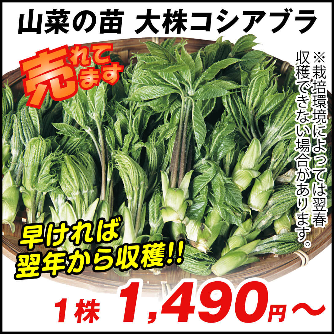 大株コシアブラ