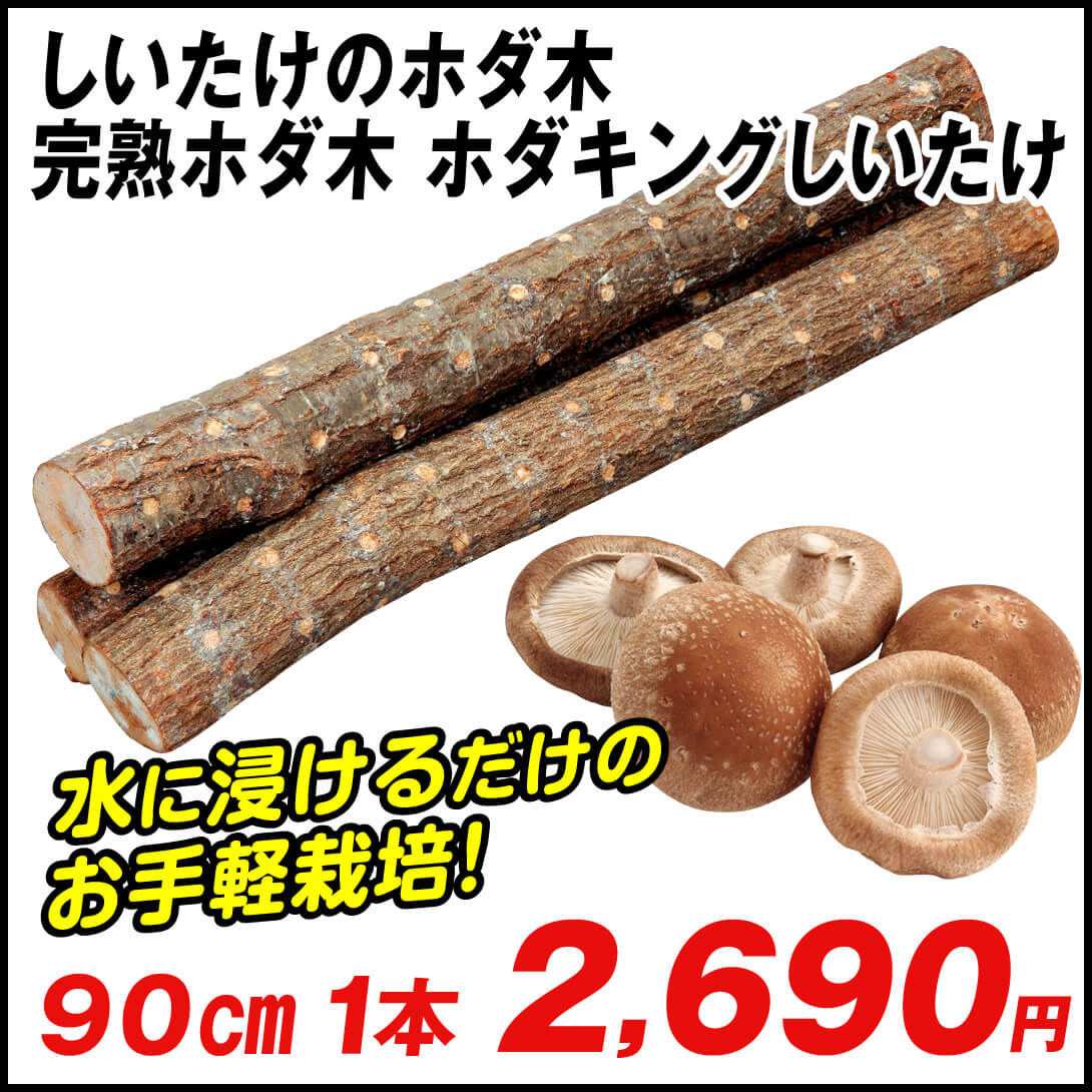 国華園オンラインショップ / 有用植物苗 しいたけ 完熟ホダ木 