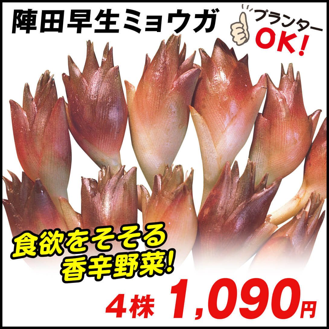 有用植物苗 ミョウガ 陣田早生ミョウガ 4株